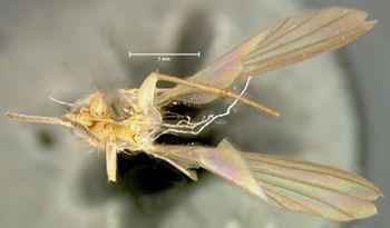 Media type: image;   Entomology 27262 Aspect: habitus ventral view